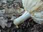Mézszagú galambgomba (Russula melliolens), Mátra